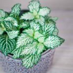 fittonia-mosaic-white-tiger