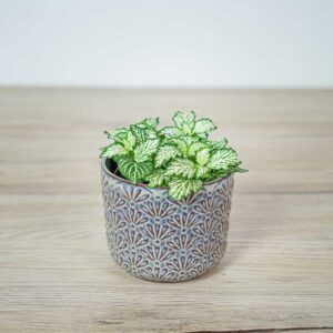 fittonia-mosaic-white-tiger
