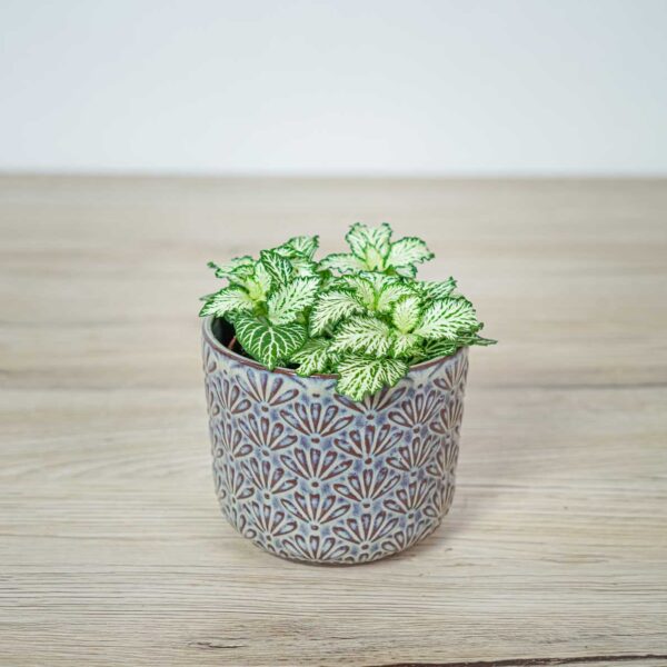 fittonia-mosaic-white-tiger fittonia-mosaic-white-tiger