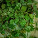 hoya-curtisii