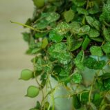 hoya-curtisii