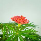jatrofa-krzew-koralowy-jatropha-multifida