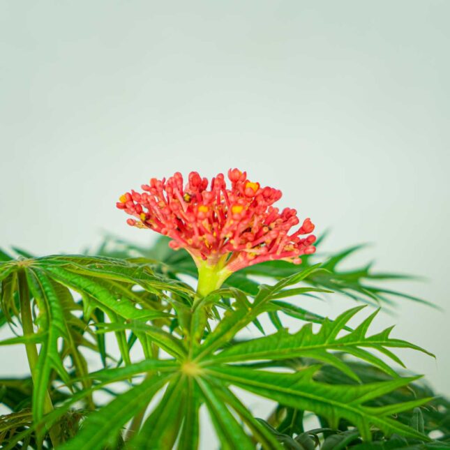 jatrofa-krzew-koralowy-jatropha-multifida (2) jatrofa-krzew-koralowy-jatropha-multifida