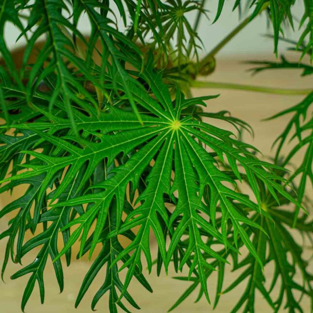 jatrofa-krzew-koralowy-jatropha-multifida (5) jatrofa-krzew-koralowy-jatropha-multifida