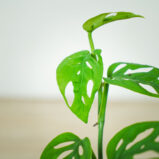 monstera-adansonii-laniata
