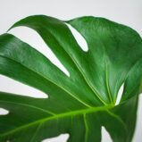 monstera-deliciosa