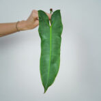 philodendron-atabapoense-sadzonka