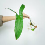 philodendron-mexicanum