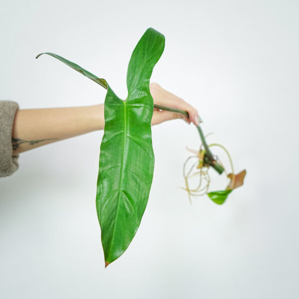 philodendron-mexicanum philodendron-mexicanum
