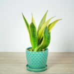 sansevieria-trifasciata-golden-flame
