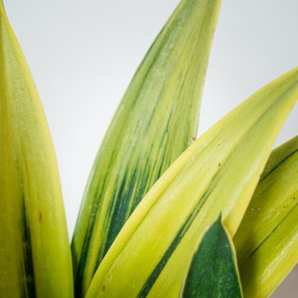 sansevieria-trifasciata-golden-flame (2) sansevieria-trifasciata-golden-flame
