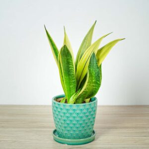 sansevieria-trifasciata-golden-flame