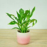 skrzydlokwiat-variegata-spathiphyllum