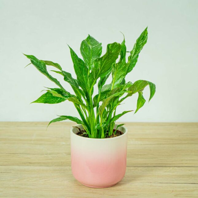 skrzydlokwiat-variegata-spathiphyllum (2) skrzydlokwiat-variegata-spathiphyllum