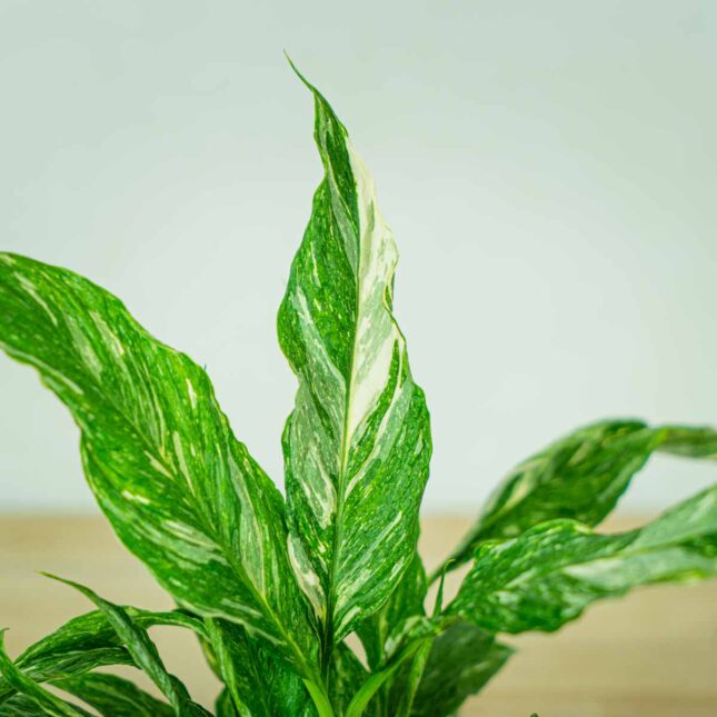 skrzydlokwiat-variegata-spathiphyllum (3) skrzydlokwiat-variegata-spathiphyllum
