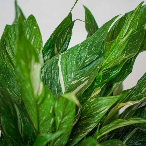 skrzydlokwiat-variegata-spathiphyllum (3) skrzydlokwiat-variegata-spathiphyllum