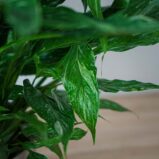 skrzydlokwiat-variegata-spathiphyllum