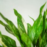 skrzydlokwiat-variegata-spathiphyllum