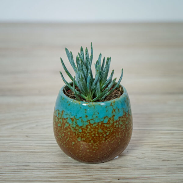 starzec-rozlogowy-curio-repensa-baby-senecio-serpens starzec-rozlogowy-curio-repensa-baby-senecio-serpens