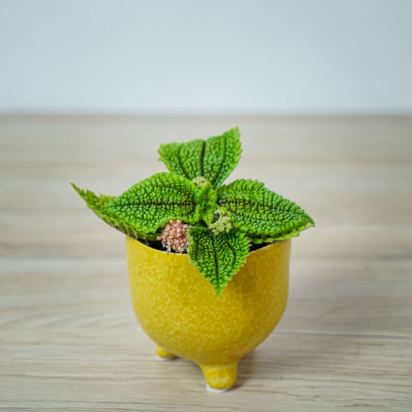 pilea-mollis-moon-valley-baby pilea-mollis-moon-valley-baby