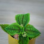 pilea-mollis-moon-valley-baby