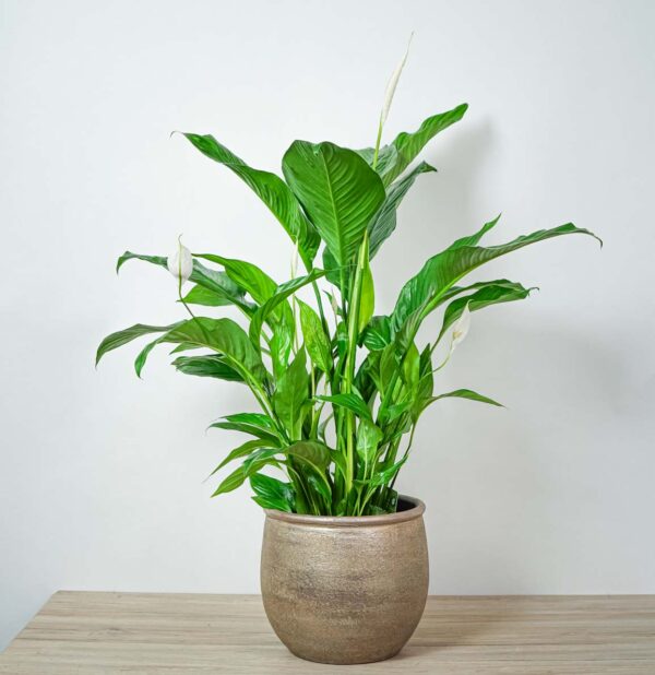 skrzydlokwiat-sweet-lauretta-spathiphyllum skrzydlokwiat-sweet-lauretta-spathiphyllum