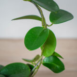 hoya-australis-na-obreczy