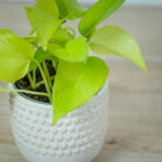 epipremnum-golden-pothos