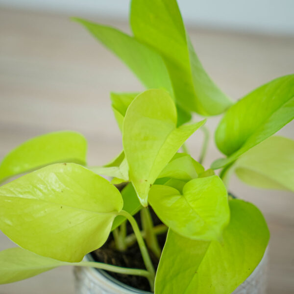 epipremnum-golden-pothos epipremnum-golden-pothos