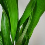 aspidistra-wyniosla-aspidistra-elatior