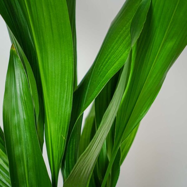 aspidistra-wyniosla-aspidistra-elatior aspidistra-wyniosla-aspidistra-elatior