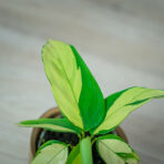 ctenanthe-golden-mosaic-baby
