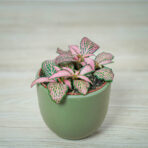 fittonia-mosaic-mistral