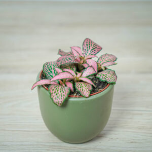 fittonia-mosaic-mistral