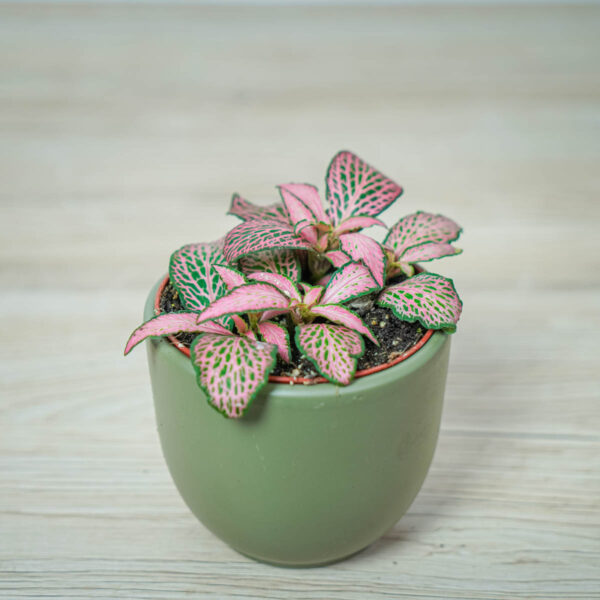 fittonia-mosaic-mistral fittonia-mosaic-mistral