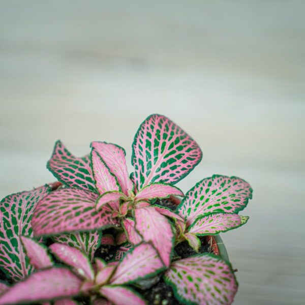 fittonia-mosaic-mistral fittonia-mosaic-mistral