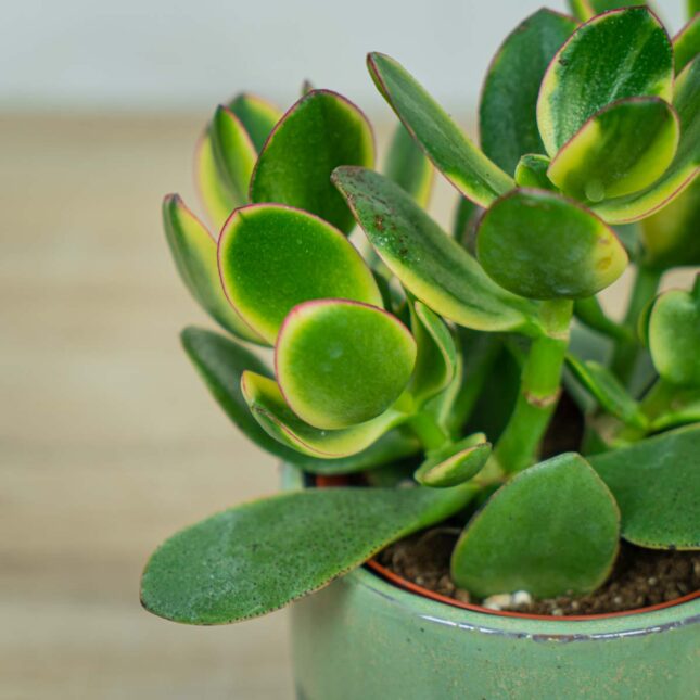crassula-ovata-variegata-maruba-kagetsu-grubosz crassula-ovata-variegata-maruba-kagetsu-grubosz