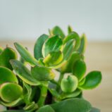 crassula-ovata-variegata-maruba-kagetsu-grubosz