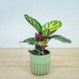 calathea-roseopicta-illustris