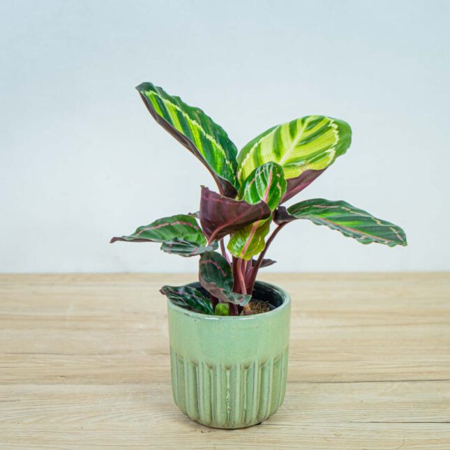 calathea-roseopicta-illustris calathea-roseopicta-illustris