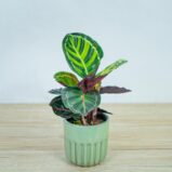 calathea-roseopicta-illustris