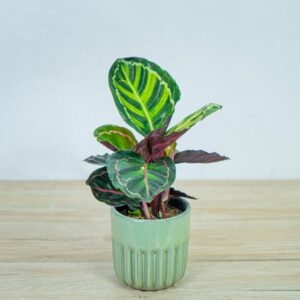 calathea-roseopicta-illustris