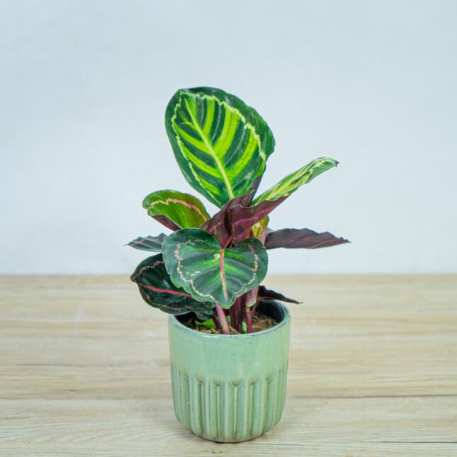 calathea-roseopicta-illustris calathea-roseopicta-illustris
