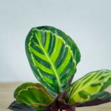 calathea-roseopicta-illustris