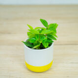 peperomia-angulata-rocca-scuro-baby