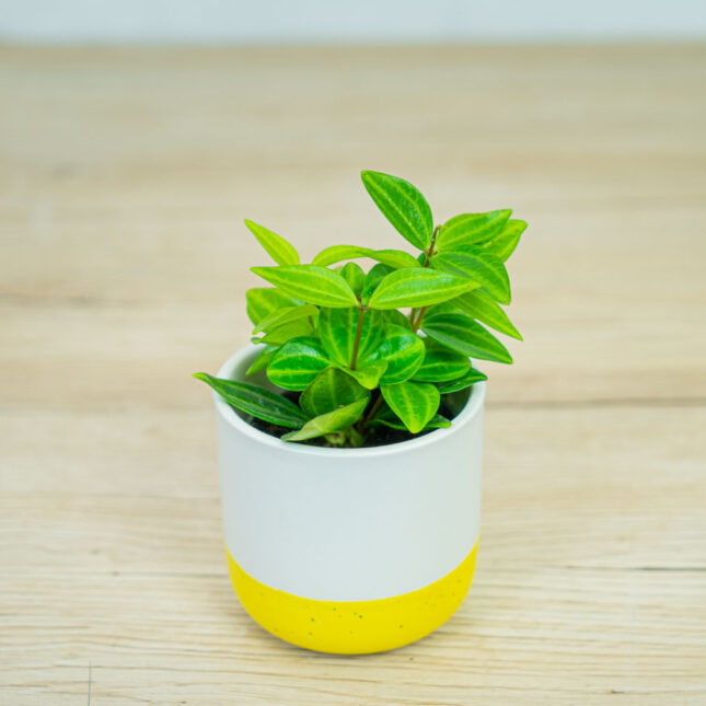 peperomia-angulata-rocca-scuro-baby peperomia-angulata-rocca-scuro-baby