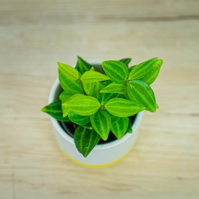 peperomia-angulata-rocca-scuro-baby peperomia-angulata-rocca-scuro-baby