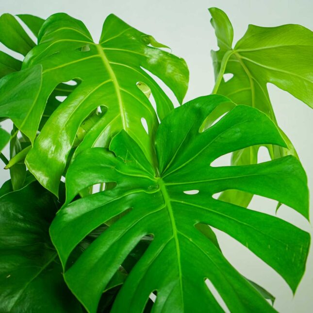 monstera-deliciosa-big-form monstera-deliciosa-big-form