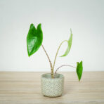 alokazja-zebrina-baby-alocasia