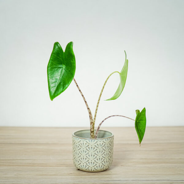 alokazja-zebrina-baby-alocasia alokazja-zebrina-baby-alocasia